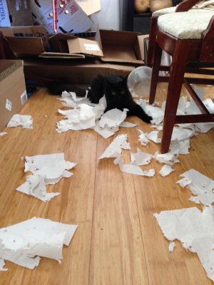May 11 - Who shredded the paper towels??