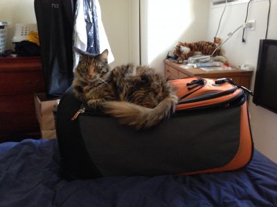 Tigress guarding Mike's luggage