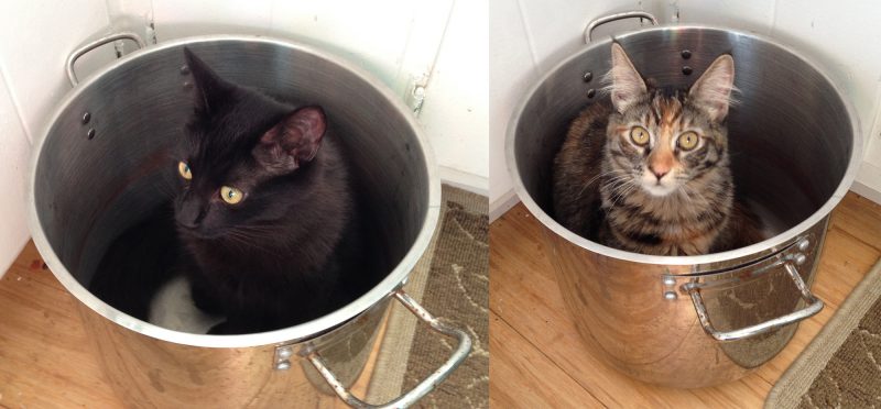 January 20 - cats in the dyepots!