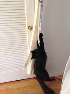 Fritz attempting to climb the drapes
