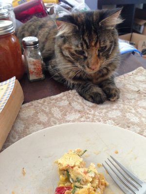 Tigress contemplating my breakfast