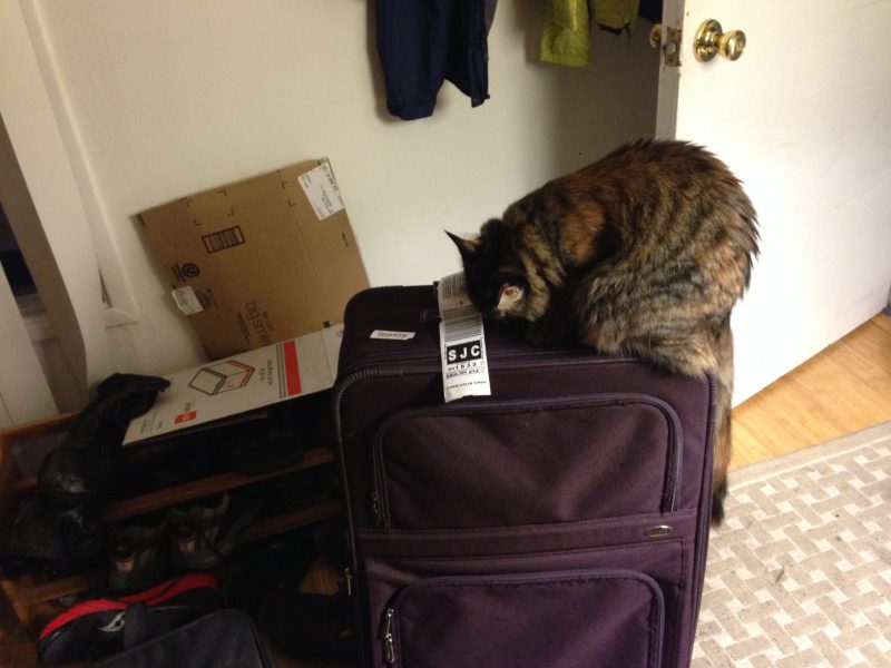Tigress investigating my mom's luggage