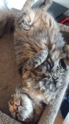 Tigress sleeping in a silly position