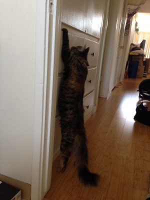 Tigress trying to get into cabinet