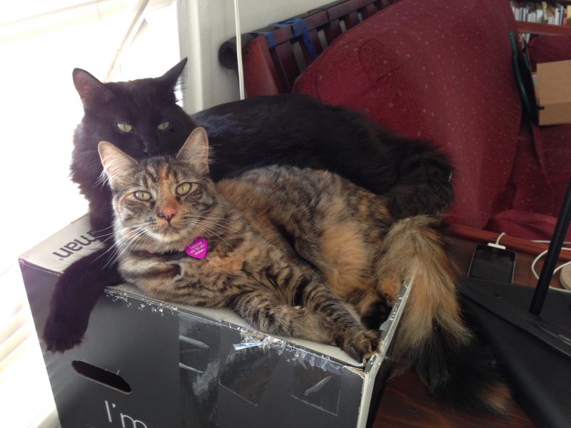 Fritz and Tigress snuggling