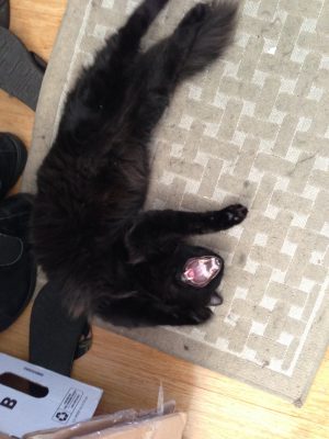 Fritz yawning