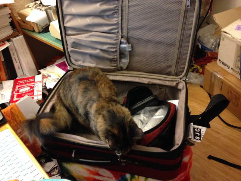 Tigress investigating my suitcase