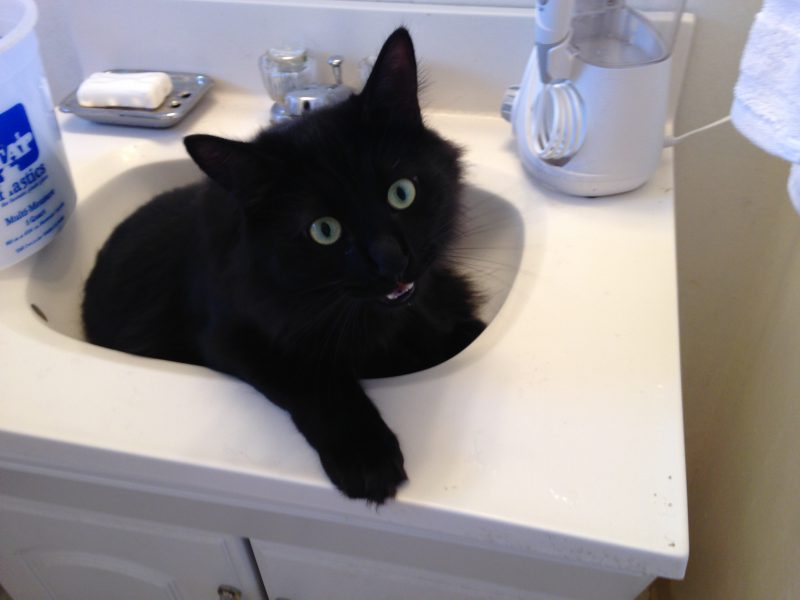 Fritz sitting in the sink
