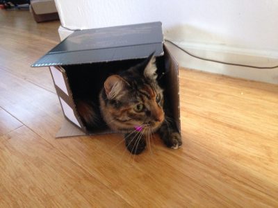 Tigress in a cocoa box