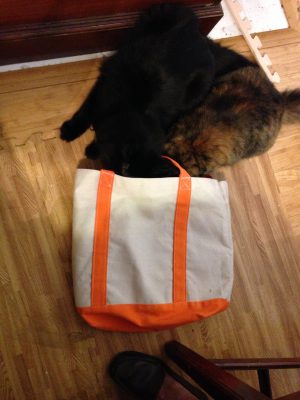 Two cats and a bag
