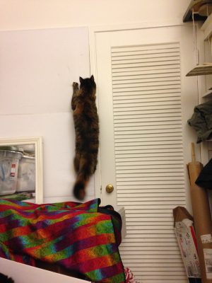 Tigress climbing my design wall