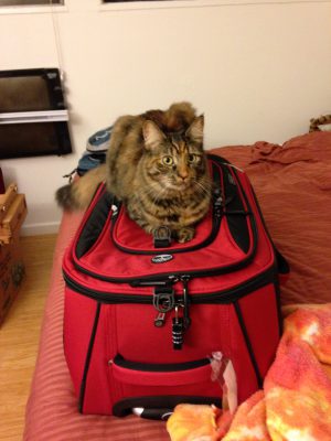 Tigress guarding our luggage