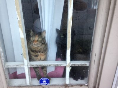 Fritz and Tigress at the door