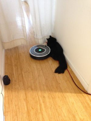 Fritz being attacked by a Roomba