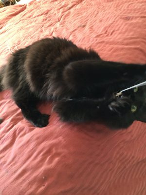 Fritz playing with string