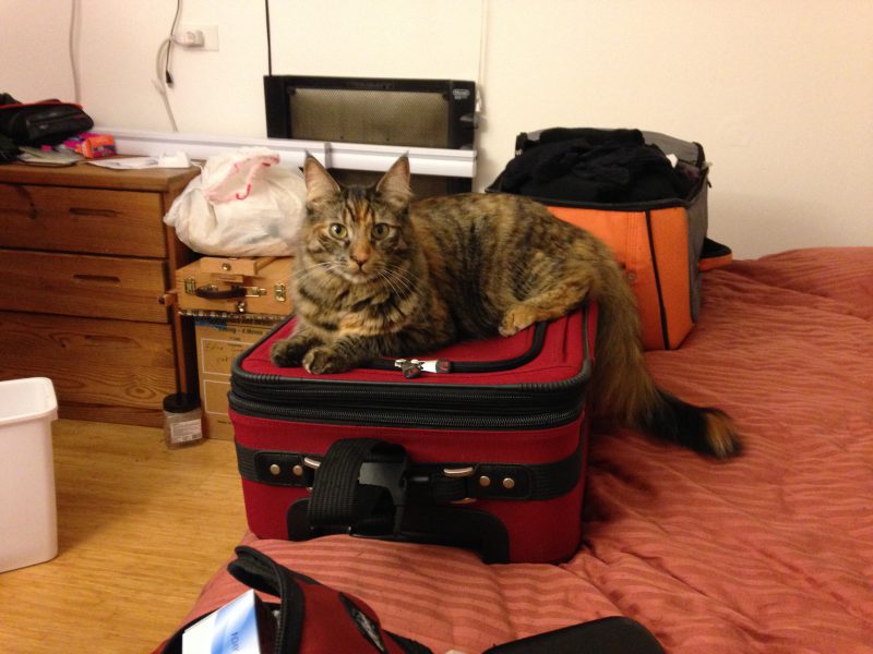 Tigress laying claim to the luggage