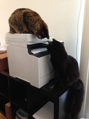Fritz and Tigress investigating the printer
