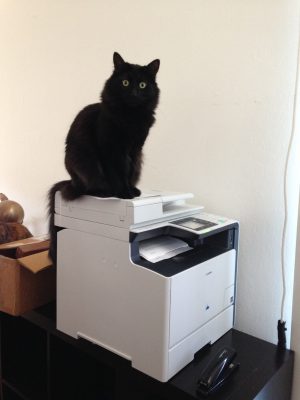 Fritz perched on the printer