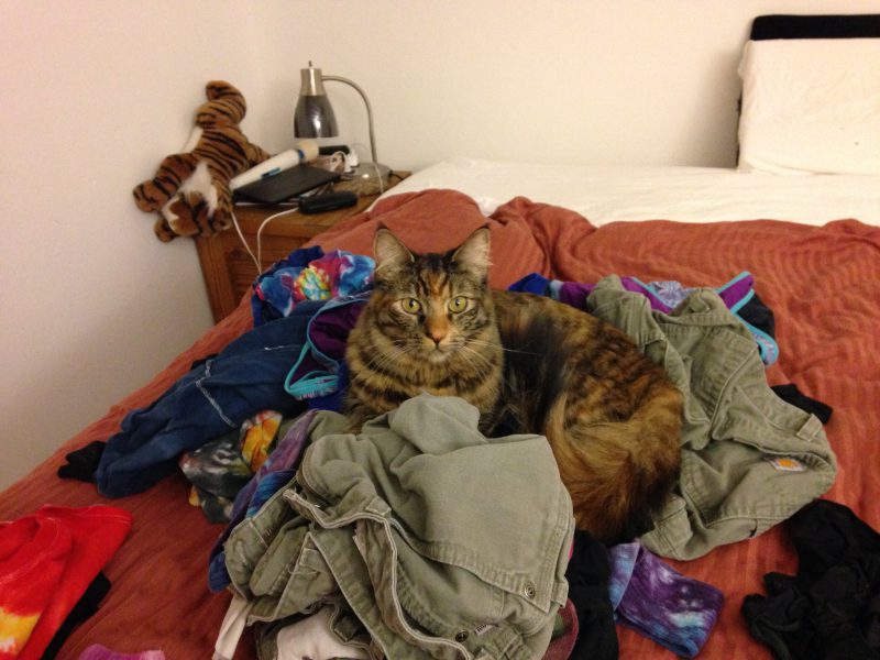 Tigress guarding my clean laundry