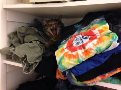 Tigress yawning