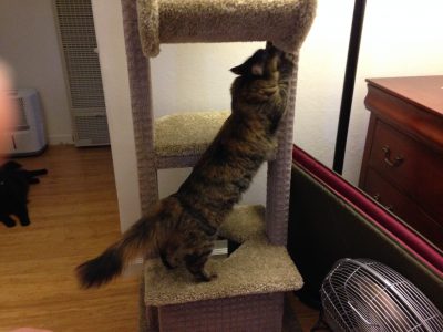 Tigress checking out the cat tree