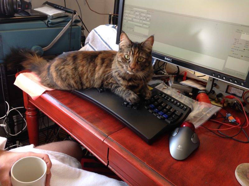 Tigress claiming the keyboard