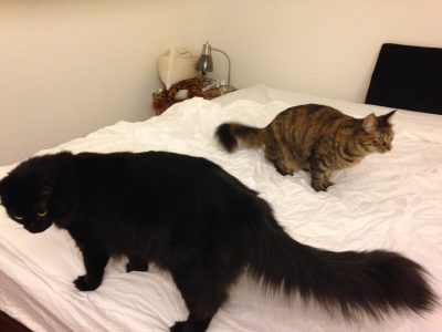 Fritz and Tigress helping change the sheets