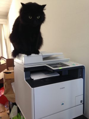 Fritz perched on the printer