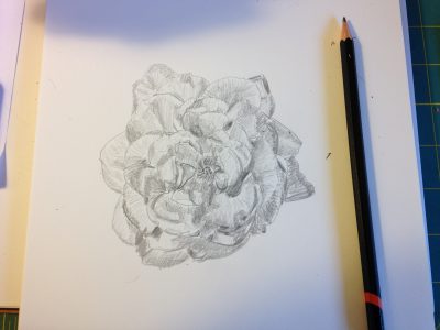 sketch of rose