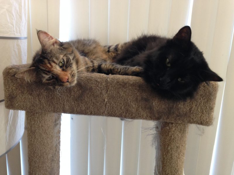 Fritz and Tigress napping in the cat tree