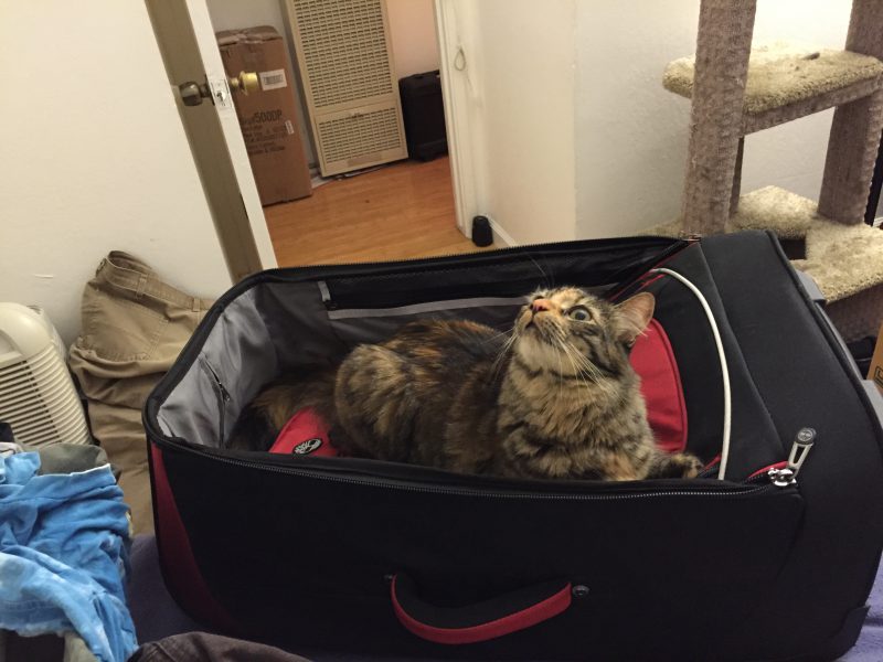 Tigress guarding Mike's luggage