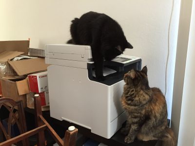 Tigress and Fritz, harassing the printer