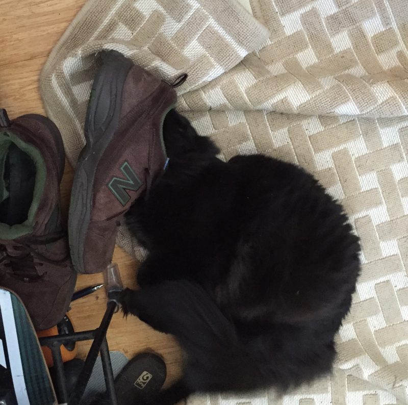 Fritz sniffing a shoe