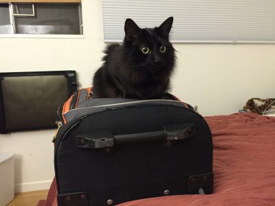 Fritz claiming my luggage