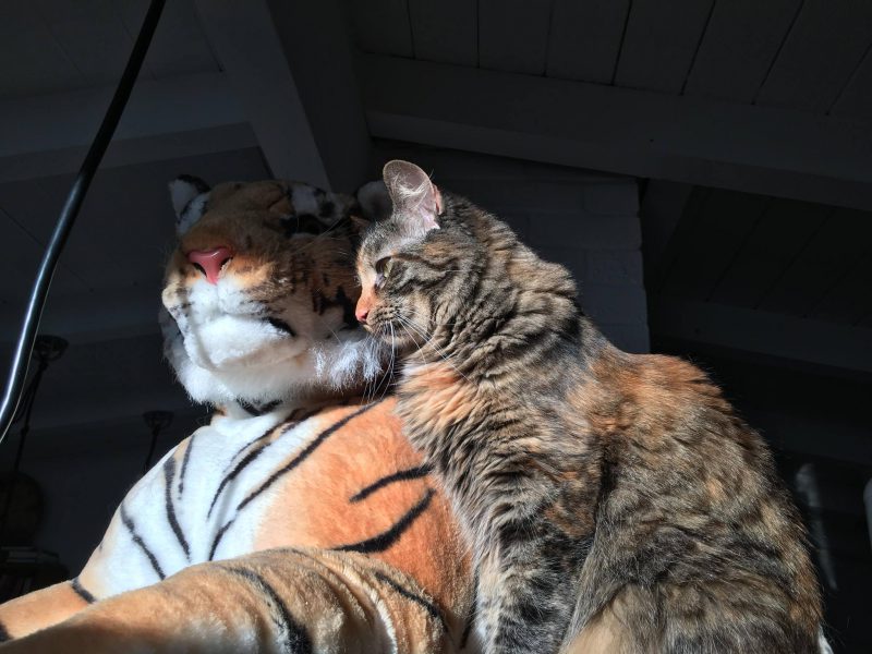 Two tigers!