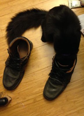 Fritz sniffing shoes