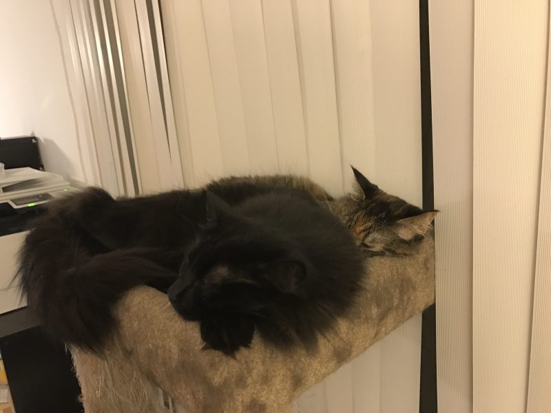 Fritz and Tigress, world synchronized sleeping champions