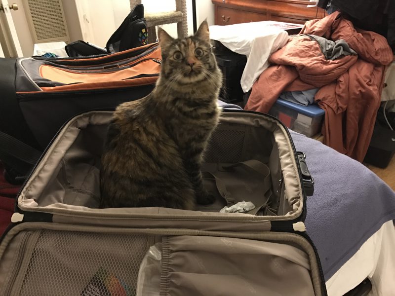 Tigress helping me pack