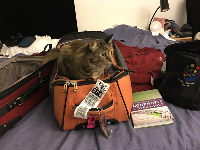 Tigress guarding my luggage
