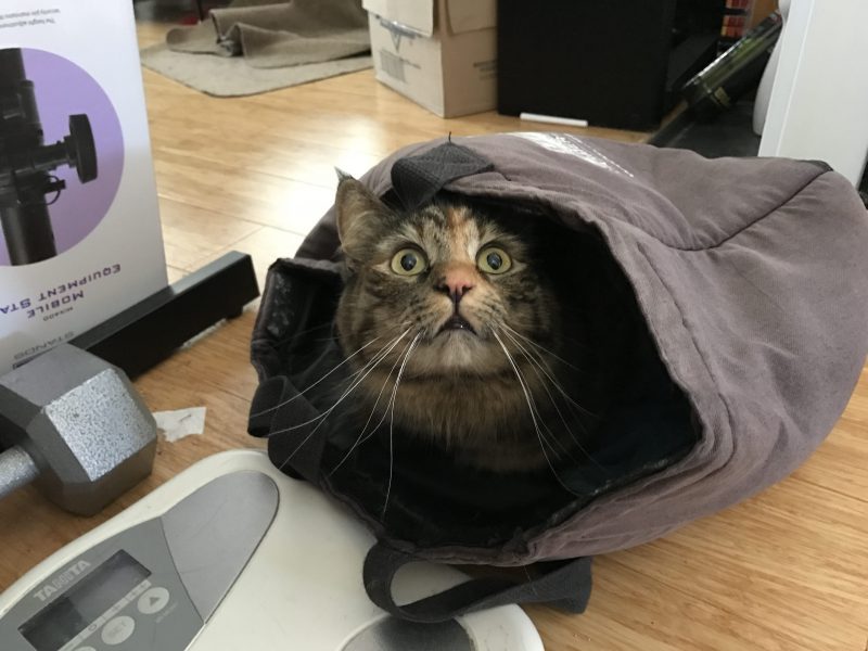 OK, who let the cat into the bag?