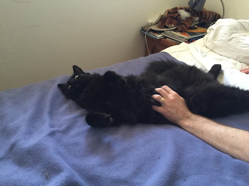 Fritz getting a belly rub