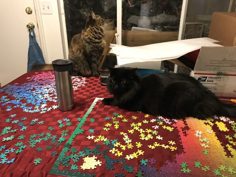 Fritz sitting on puzzle