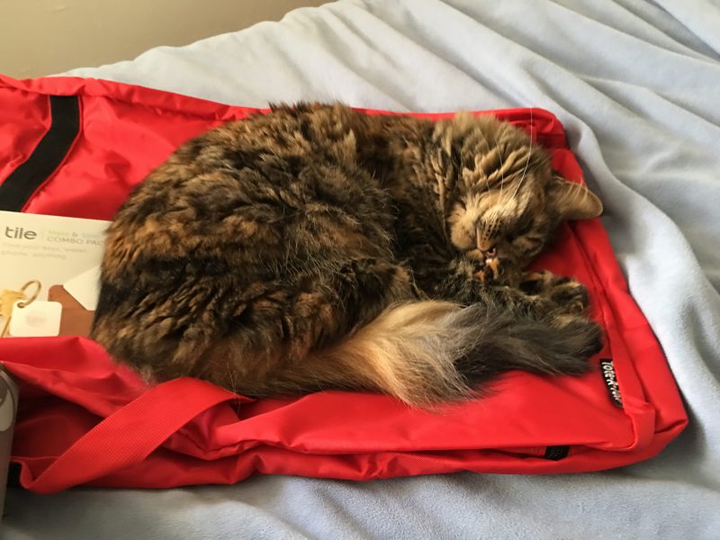 Tigress napping on luggage