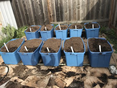 self-watering totes by the shed