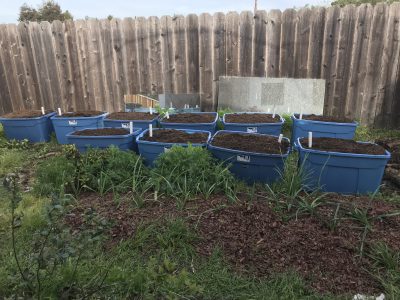 self-watering totes by the garlic