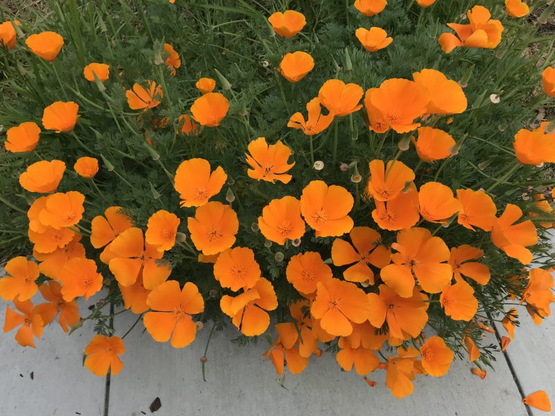California poppies in the front yard
