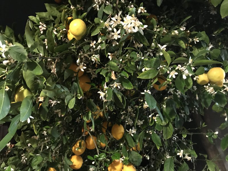 Meyer lemon tree in bloom
