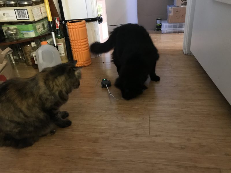 Tigress and Fritz meet Mousr