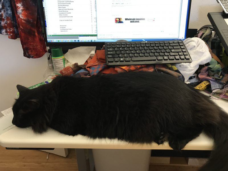 Fritz napping on desk