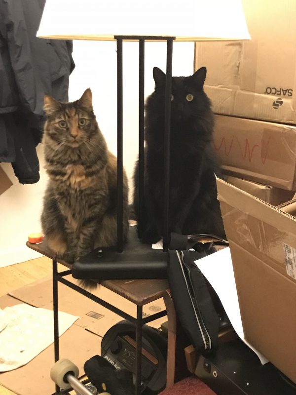 Fritz and Tigress, Rulers of the Universe